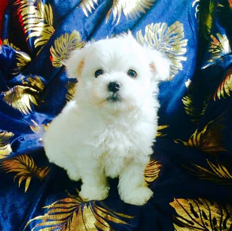 On average, Bichon Frise puppies from a breeder in Greenville, SC may range in price from 1,500 to 2,500. . Puppies for sale greenville sc